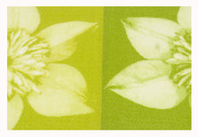 Load image into Gallery viewer, 80x50 CM Teppich Modern New Clematis Meccanic Made @GalleriaFarah1970
