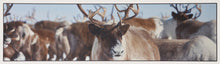 Load image into Gallery viewer, 240x66 CM Carpet Tapis Teppich Rugs brand Vista Ideal for Kitchen
