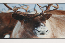 Load image into Gallery viewer, 240x66 CM Carpet Tapis Teppich Rugs brand Vista Ideal for Kitchen
